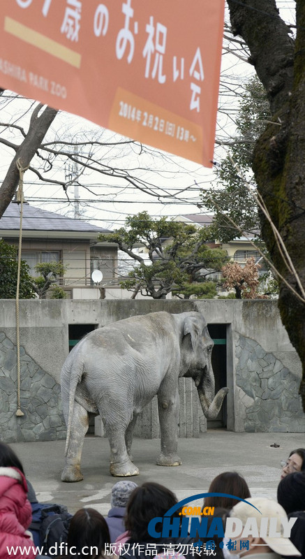 日本最長壽大象迎來67周歲生日