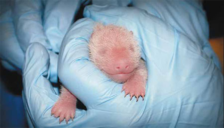 Newborn giant panda cub in good health