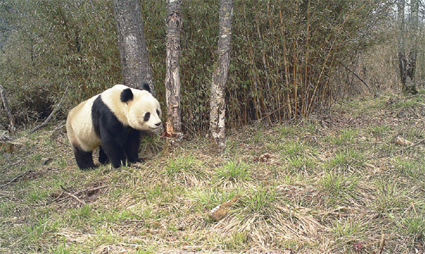 New eyes on pandas