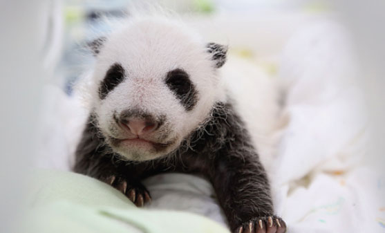 Bid to give panda a brand name stirs outcry