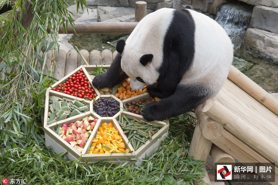 吃得開心！韓國動物園大熊貓?zhí)崆跋硎芄?jié)日大餐（組圖）