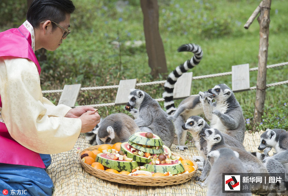 吃得開(kāi)心！韓國(guó)動(dòng)物園大熊貓?zhí)崆跋硎芄?jié)日大餐（組圖）