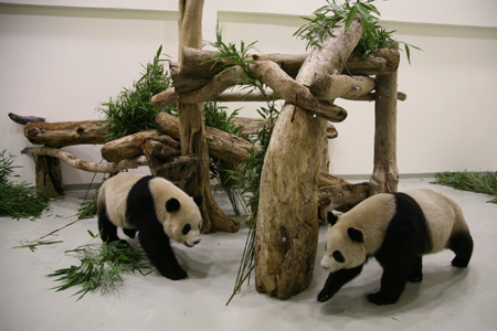 Panda pair arrive in Taiwan