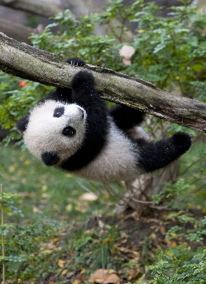 Giant panda cub Yun Zi makes official media debut at the San Diego Zoo