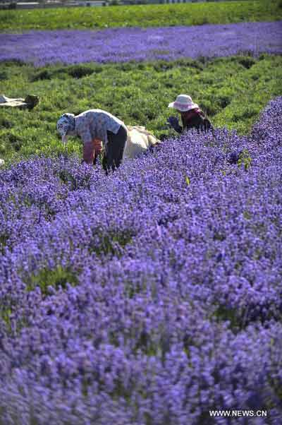 Lavender flowers in Xinjiang