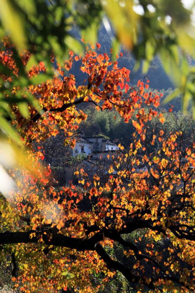 Scenery of Tachuan village, China's Anhui