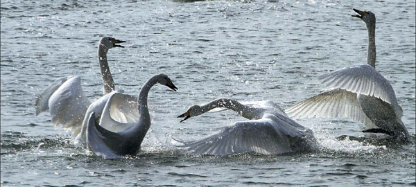 Safe haven for swans