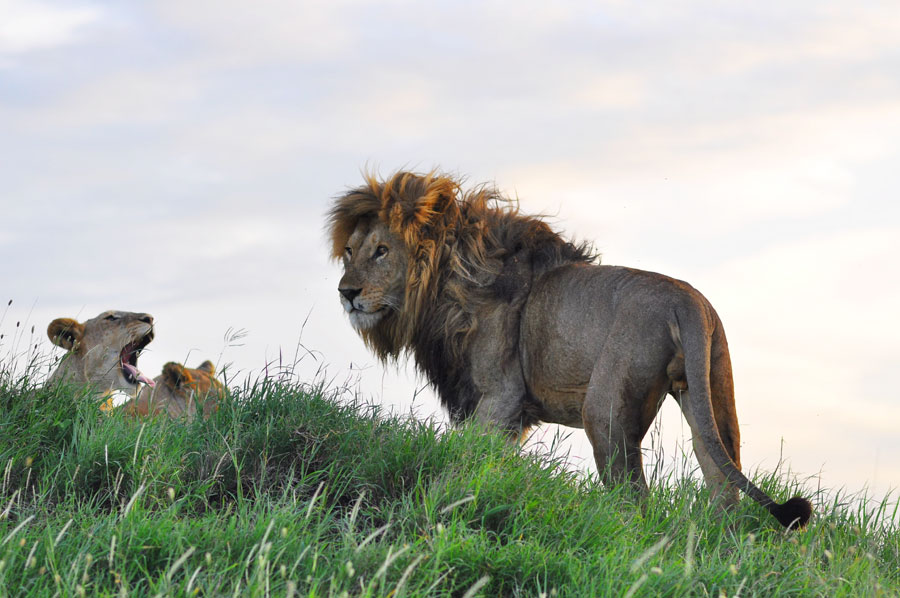 Photos: Living among lions(2)