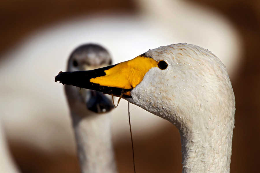 Giving birds a place to live