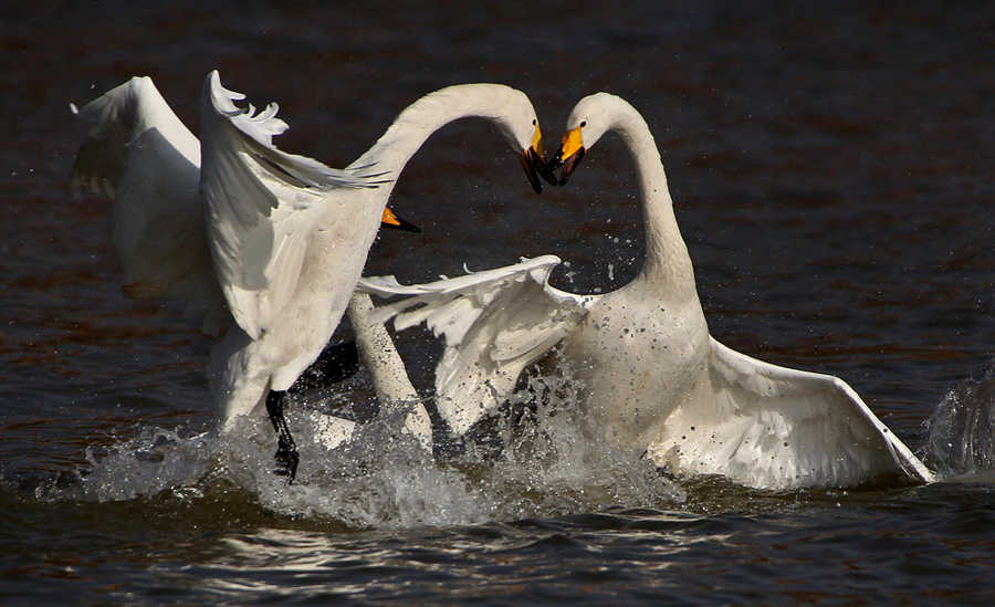 Giving birds a place to live