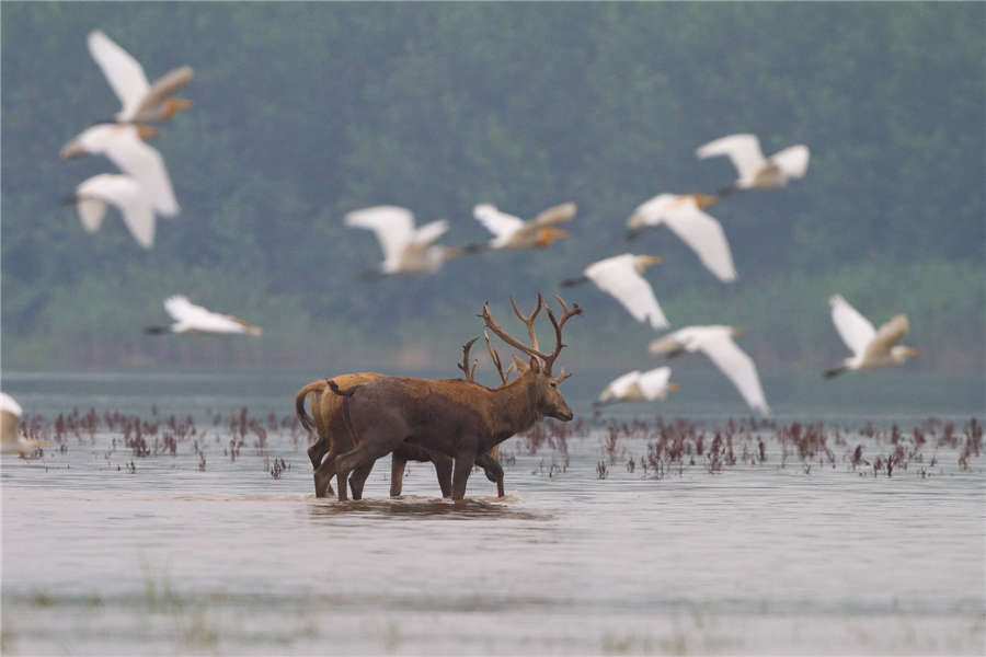 Milu deer thrive at nature reserve