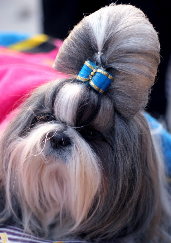 Pets have their own fashion show