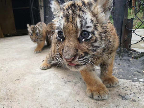 Tiger gives birth to seven cubs in rare breeding feat