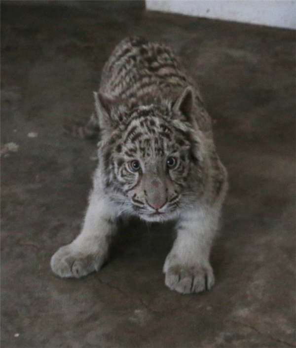 Taiyuan Zoo sets up 'white tiger kindergarten'