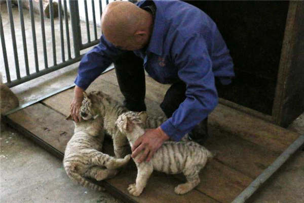 Taiyuan Zoo sets up 'white tiger kindergarten'