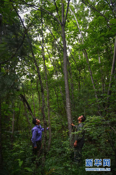 Protecting the wildlife in the forests of NE China