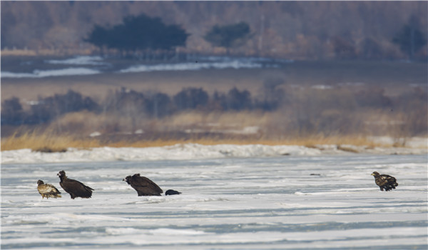 Birds in Jingxin Wetland