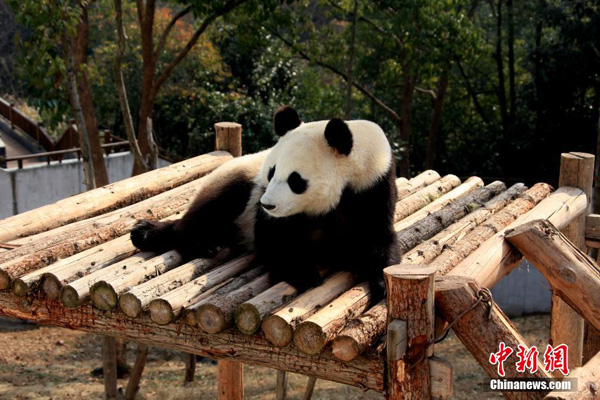 Pandas enjoy sunny winter time in Anhui