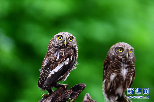 Hefei-Fuzhou railway becomes bird watching paradise