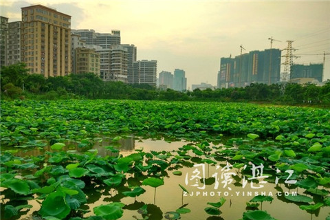 Lotus ready to welcome visitors in Zhanjiang