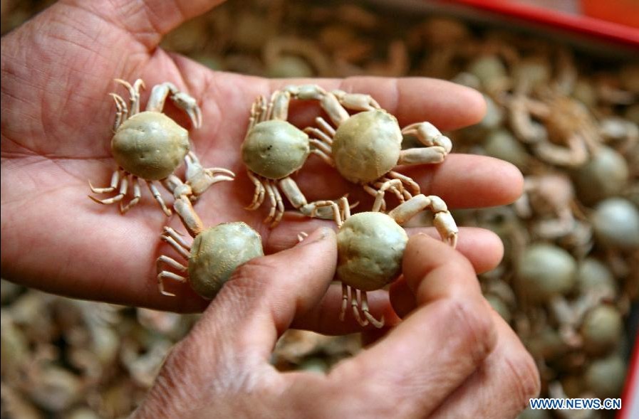 Crab carapace handicrafts observed in N China