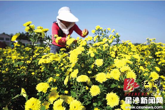 Organic chrysanthemum cultivation sees bumper profit in Changsha county