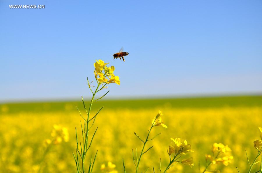 Scenery of rape flowers in Shihahe Town of Bayannur City, N China