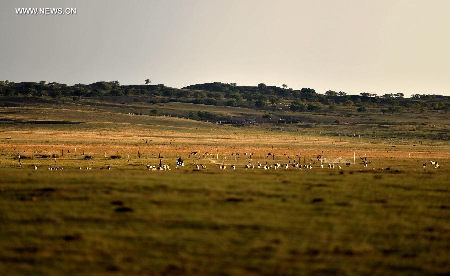 Autumn scenery of natural reserve of Xilin Gol grassland