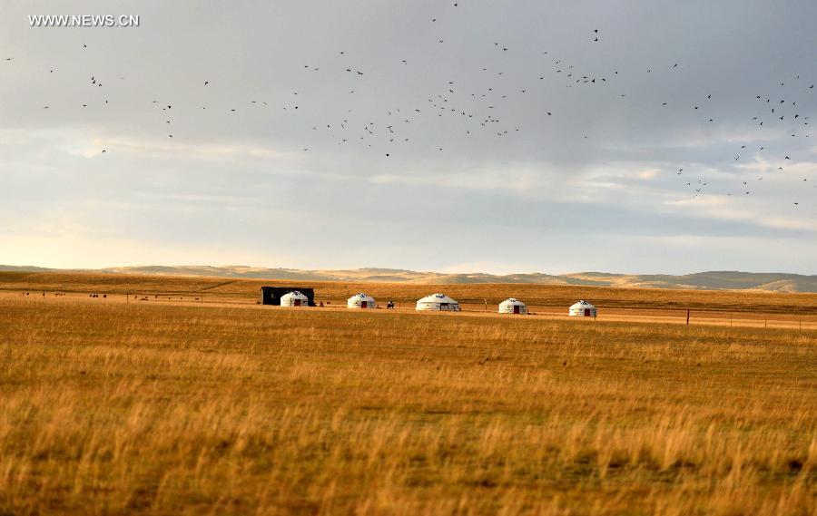 Autumn scenery of natural reserve of Xilin Gol grassland