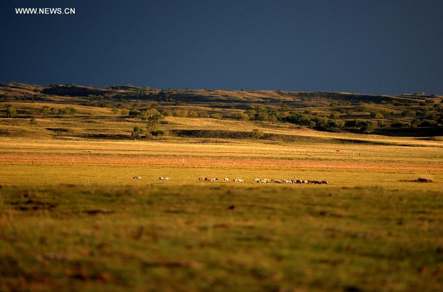 Autumn scenery of natural reserve of Xilin Gol grassland