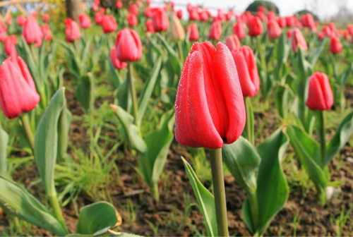 Tulips blossom in NETDA