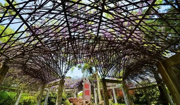 Purple lavender comes into full bloom