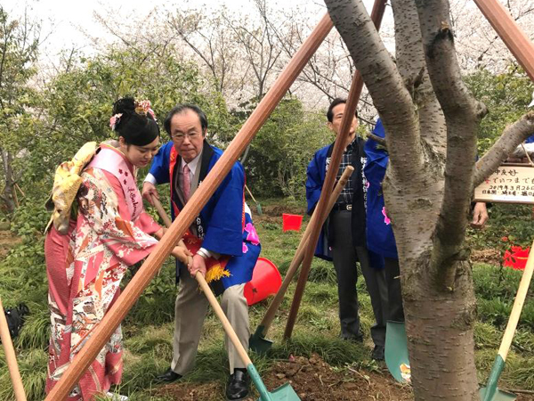 Cherry blossom tree planting enhances Wuxi-Japan friendship