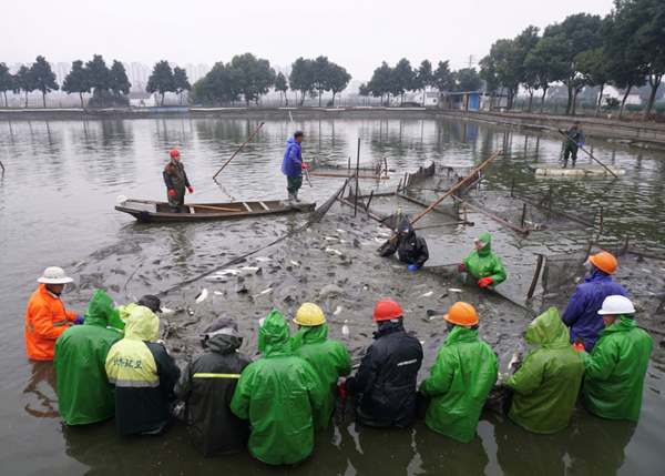 Wuxi fishermen haul up nethauling in nets for Spring Festival