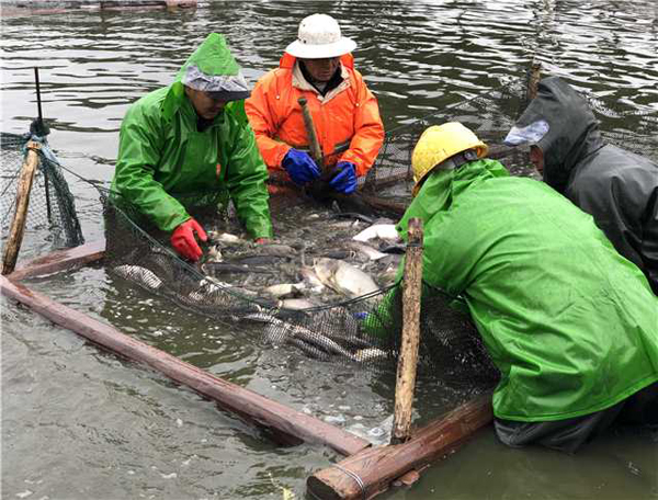 Wuxi fishermen haul up nethauling in nets for Spring Festival