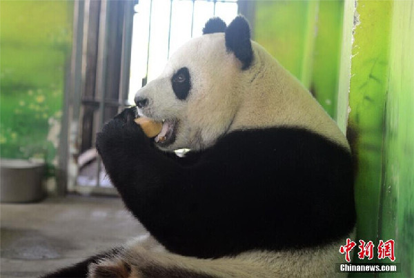 Pandas enjoy moon cakes at Taihu Lake National Wetland Park