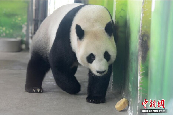 Pandas enjoy moon cakes at Taihu Lake National Wetland Park