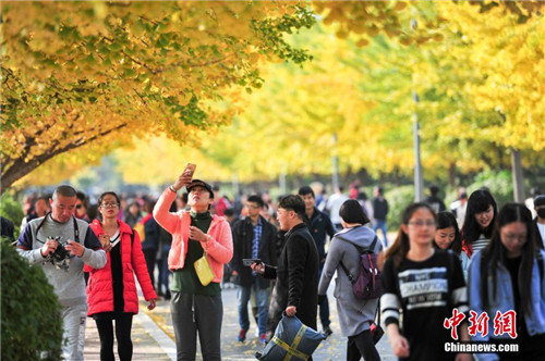 Gingko trees add autumn color at Shenyang university