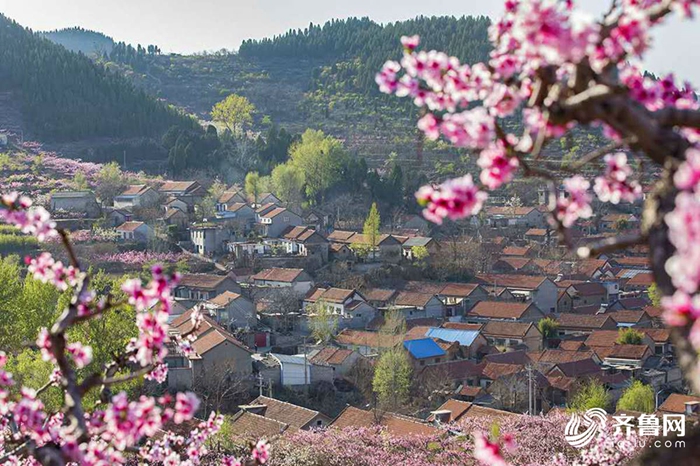 Spring flowers add vitality to Shandong