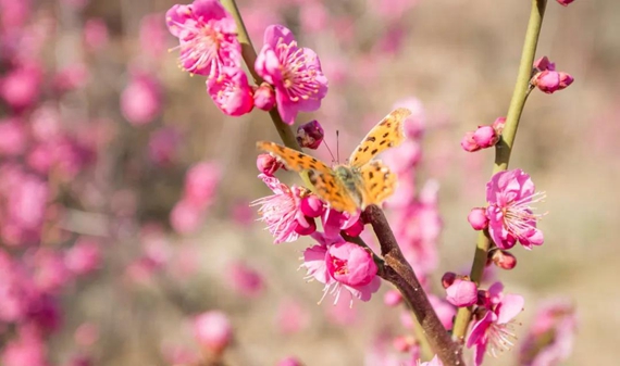 Enjoy Sanyuesan celebrations at Tianmeng Mountain scenic spot