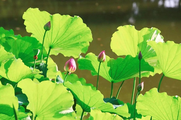 Jiading's lotuses in full bloom during summer