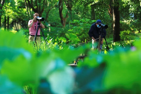 Jiading's lotuses in full bloom during summer