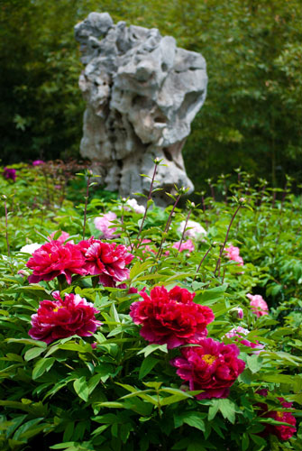 Peony flowers in full blossom