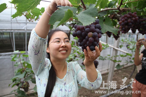 Enjoy summer fruits in Jiading