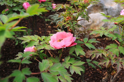 Peony exhibition in Jiading comes to an end