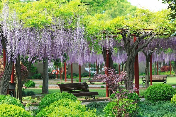 Wisteria blossoms grace Jiading