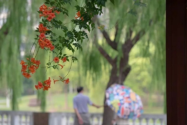 Blooming trumpet creepers grace Jiading