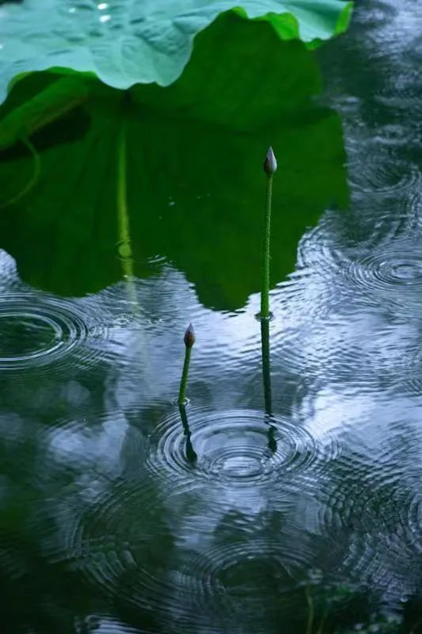 Rain cools down summer heat in Jiading