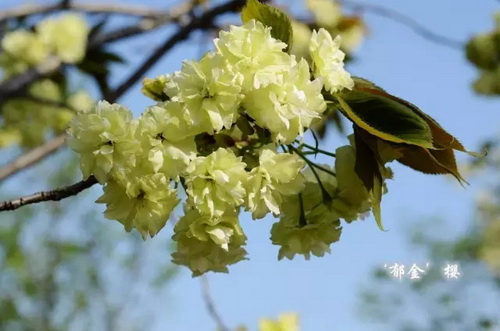 Cherry trees in mid spring