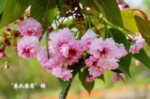 Cherry trees in mid spring